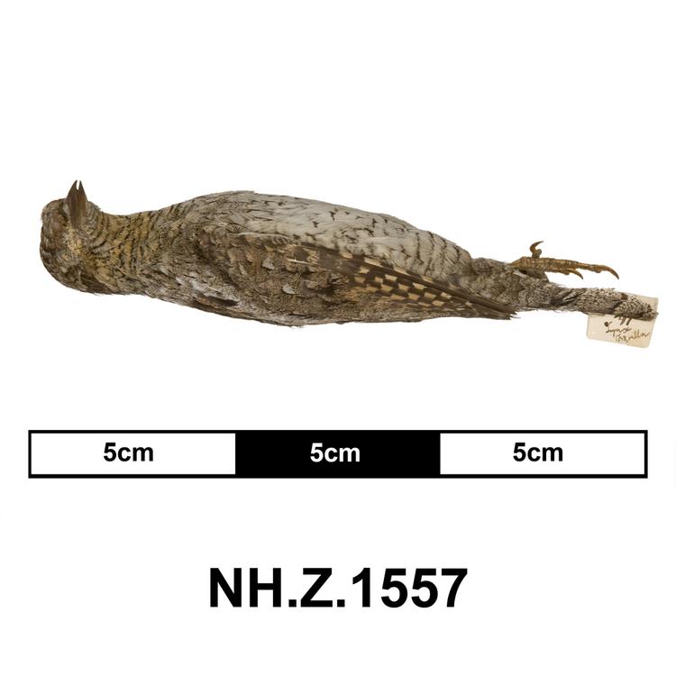 Lateral view from left of whole of Horniman Museum object no NH.Z.1557