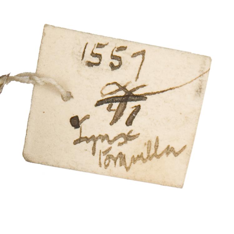 Detail view of label of Horniman Museum object no NH.Z.1557