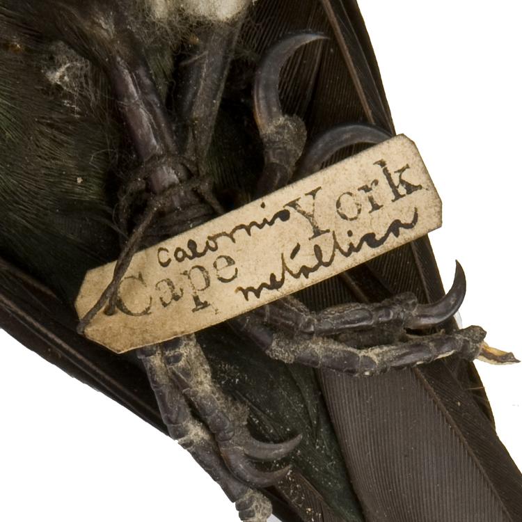 Detail view of label of Horniman Museum object no NH.Z.1648