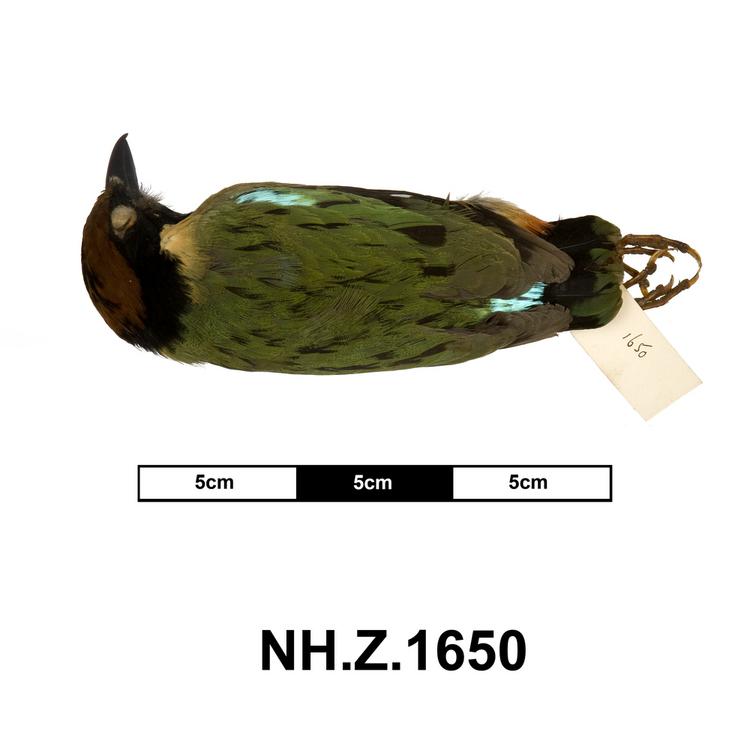 image of Noisy Pitta (Pitta versicolor)