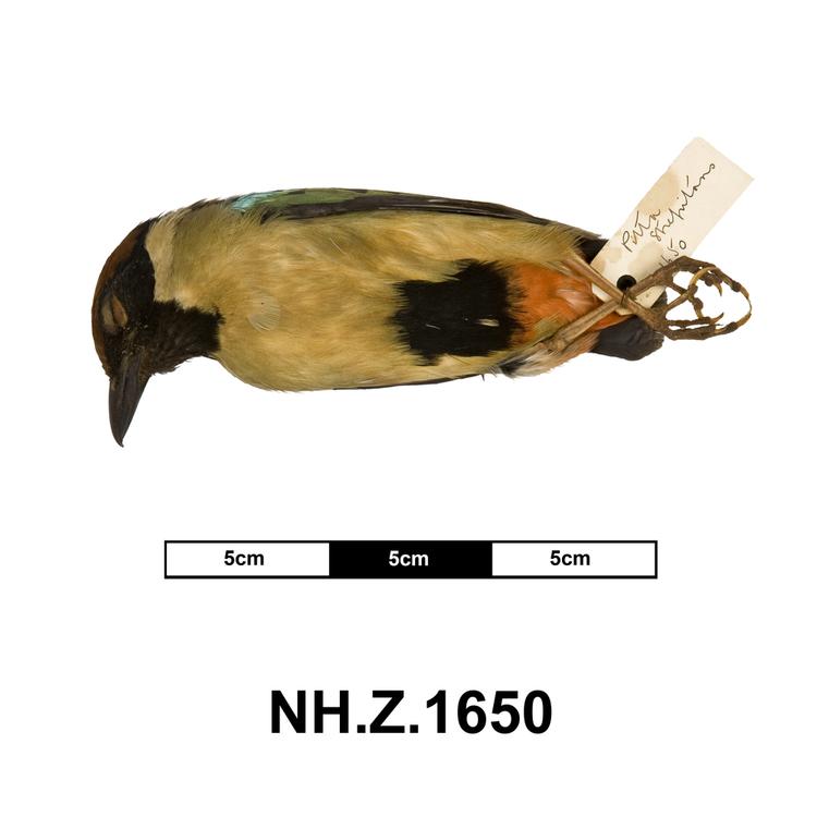 Ventral view of whole of Horniman Museum object no NH.Z.1650