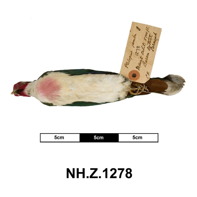 Ventral view of whole of Horniman Museum object no NH.Z.1278