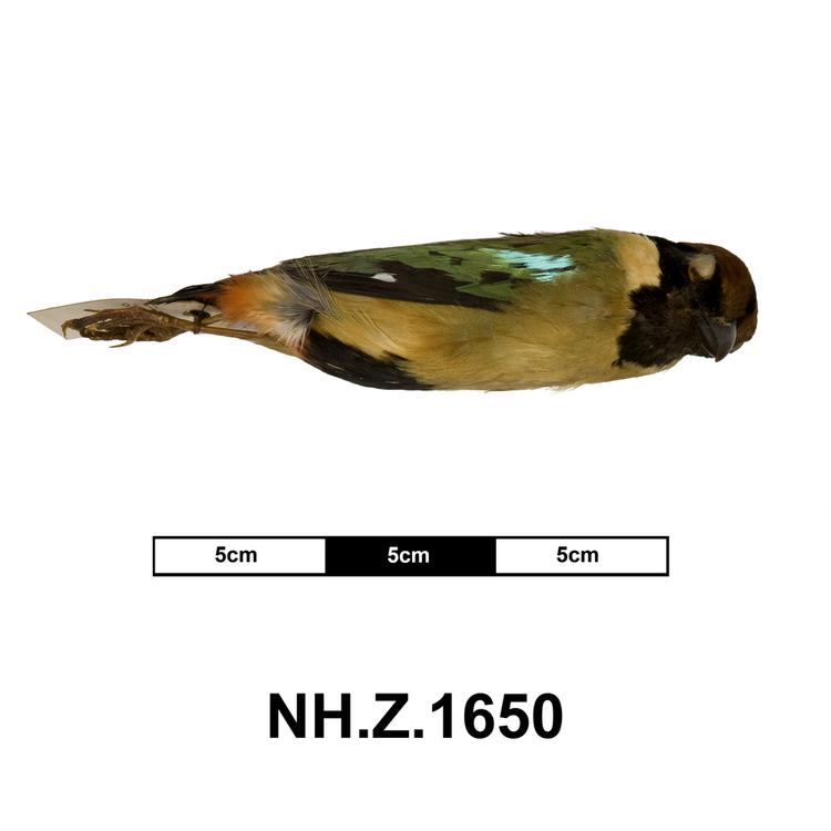 Lateral view from right of whole of Horniman Museum object no NH.Z.1650