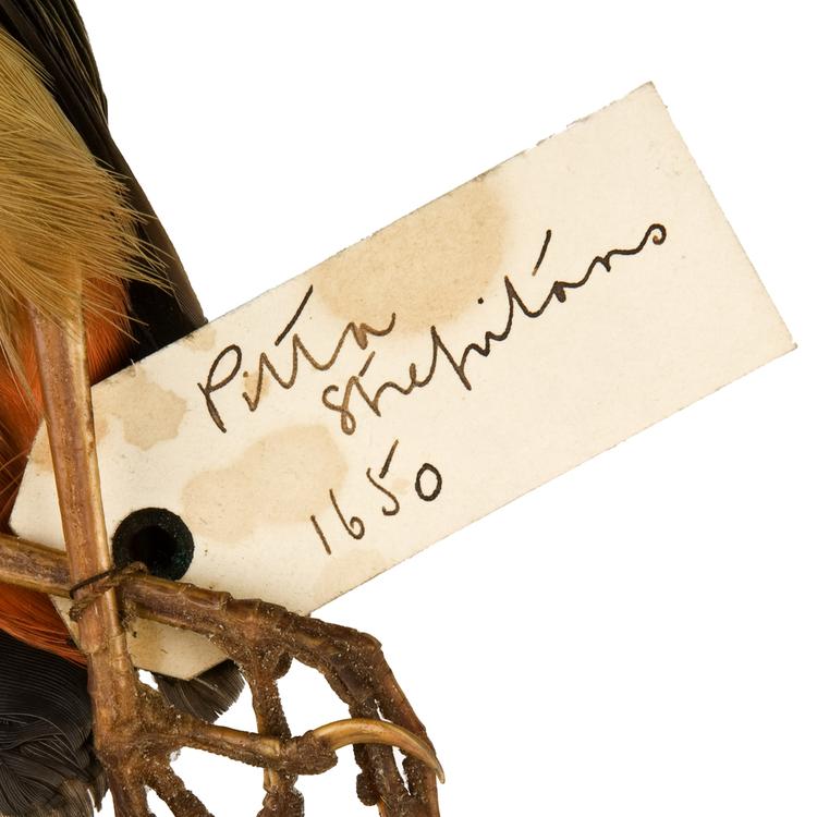 Detail view of label of Horniman Museum object no NH.Z.1650