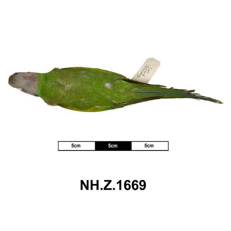 Dorsal view of whole of Horniman Museum object no NH.Z.1669