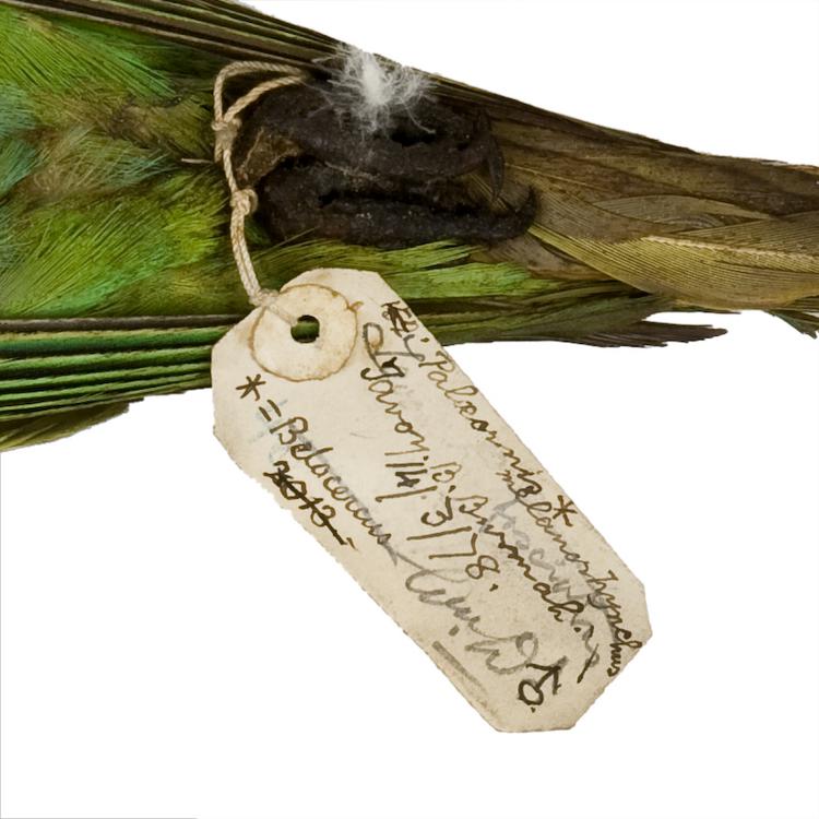 Detail view of label of Horniman Museum object no NH.Z.1669