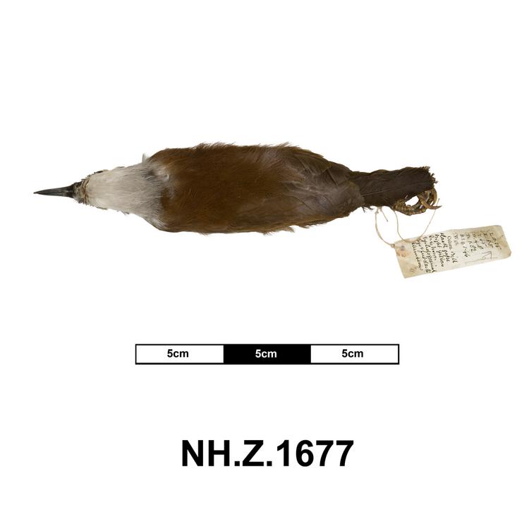 Dorsal view of whole of Horniman Museum object no NH.Z.1677