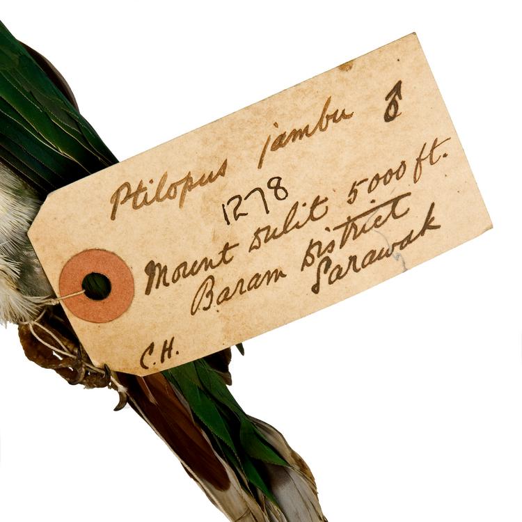 Detail view of label of Horniman Museum object no NH.Z.1278