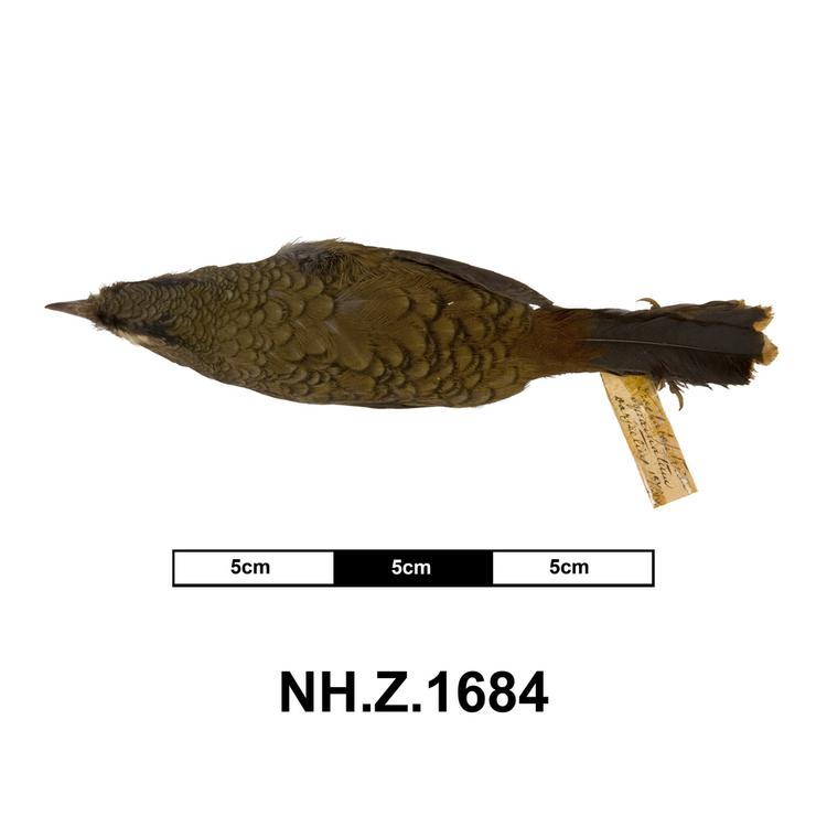Dorsal view of whole of Horniman Museum object no NH.Z.1684