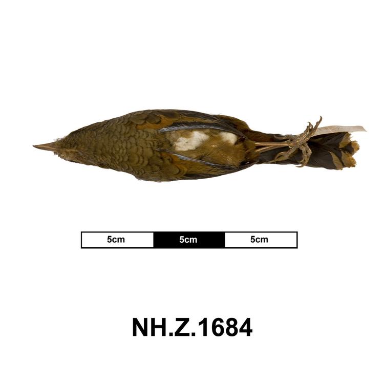Ventral view of whole of Horniman Museum object no NH.Z.1684