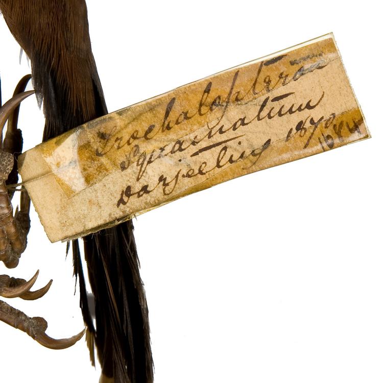 Detail view of label of Horniman Museum object no NH.Z.1684