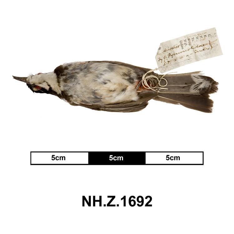 Ventral view of whole of Horniman Museum object no NH.Z.1692