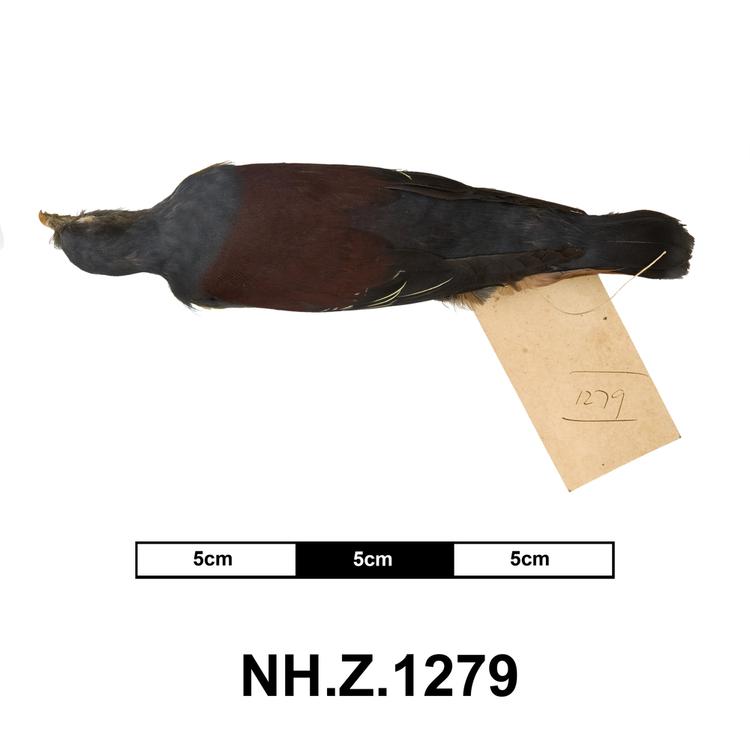 image of Little Green Pigeon (Treron olax)