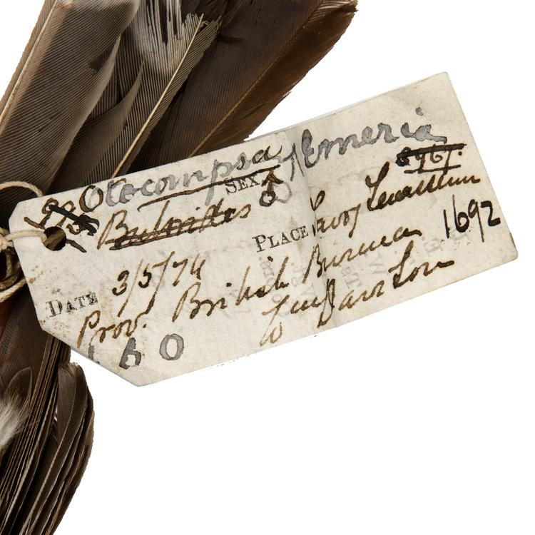 Detail view of label of Horniman Museum object no NH.Z.1692