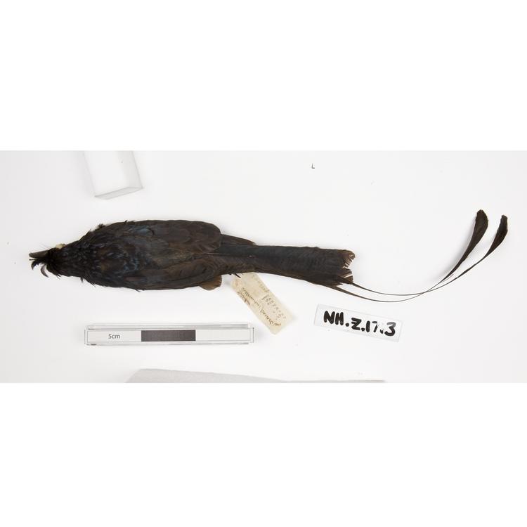 image of Greater Racket-tailed Drongo (Dicrurus paradiseus)