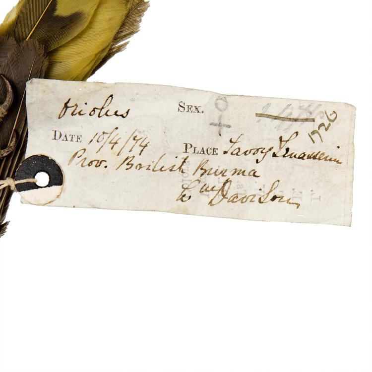 Image of Oriole