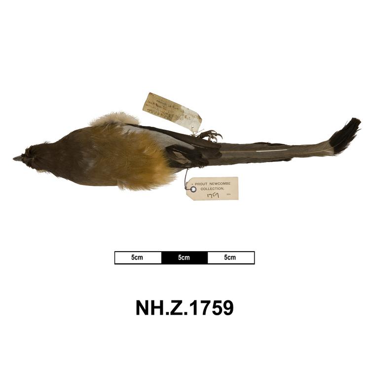 Dorsal view of whole of Horniman Museum object no NH.Z.1759