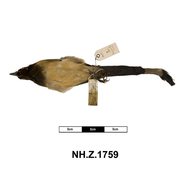 Ventral view of whole of Horniman Museum object no NH.Z.1759
