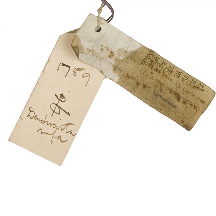 Detail view of label of Horniman Museum object no NH.Z.1759