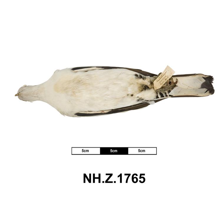 Ventral view of whole of Horniman Museum object no NH.Z.1765