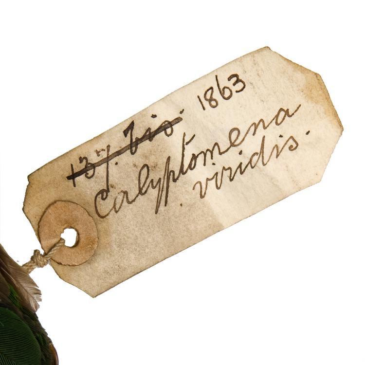 Detail view of label of Horniman Museum object no NH.Z.1863