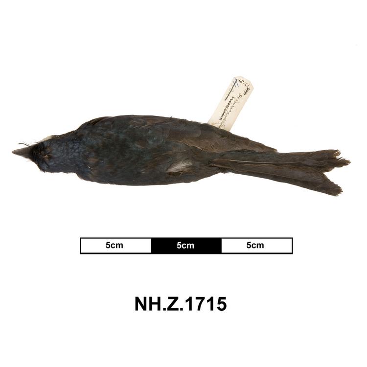 Dorsal view of whole of Horniman Museum object no NH.Z.1715