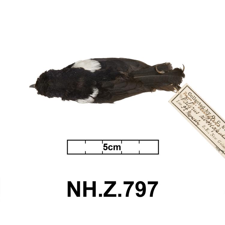 Dorsal view of whole of Horniman Museum object no NH.Z.797