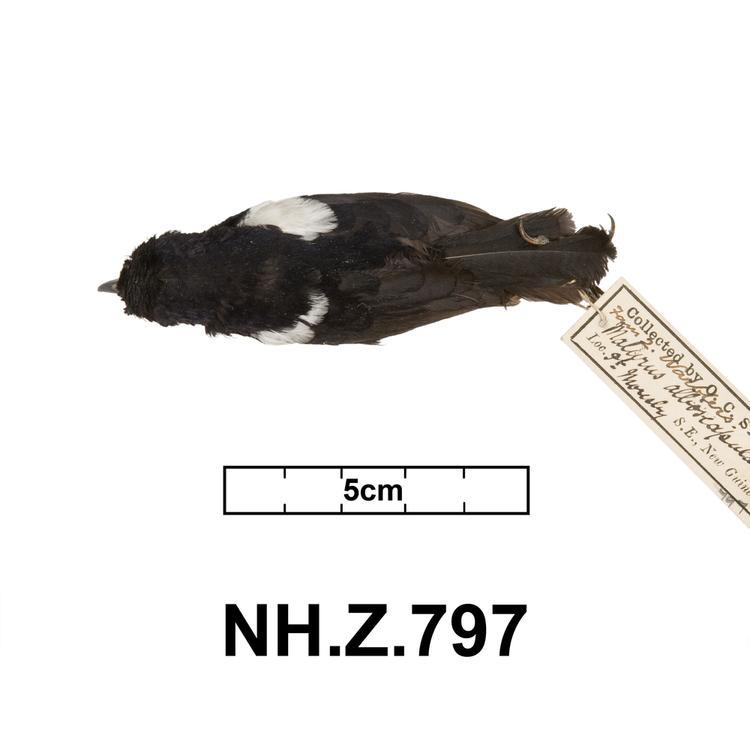 White-shouldered Fairywren (Malurus alboscapulatus)