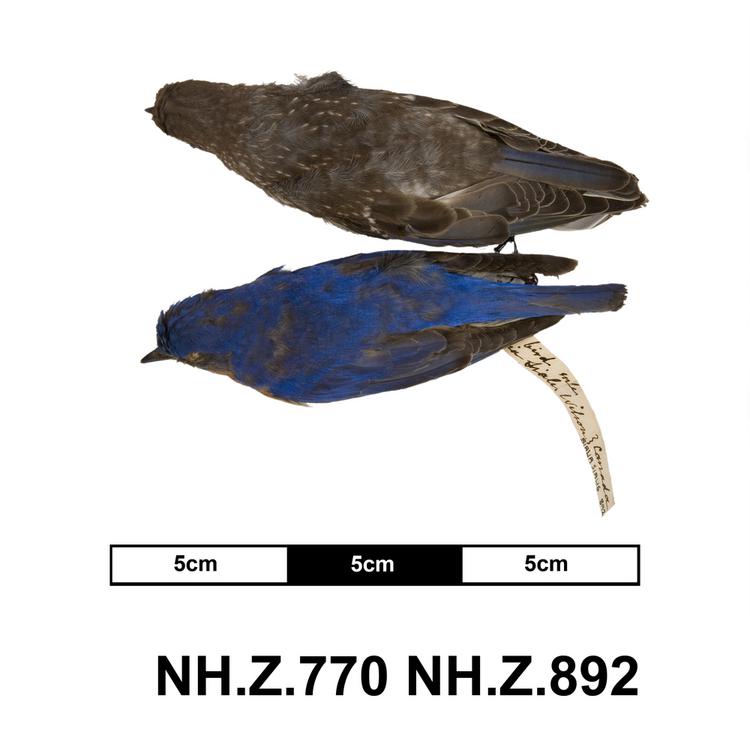 image of Eastern Bluebird (Sialia sialis)