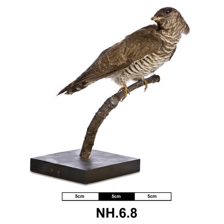 Image of Common Cuckoo