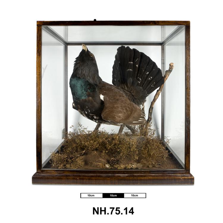 General view of whole of Horniman Museum object no NH.75.14