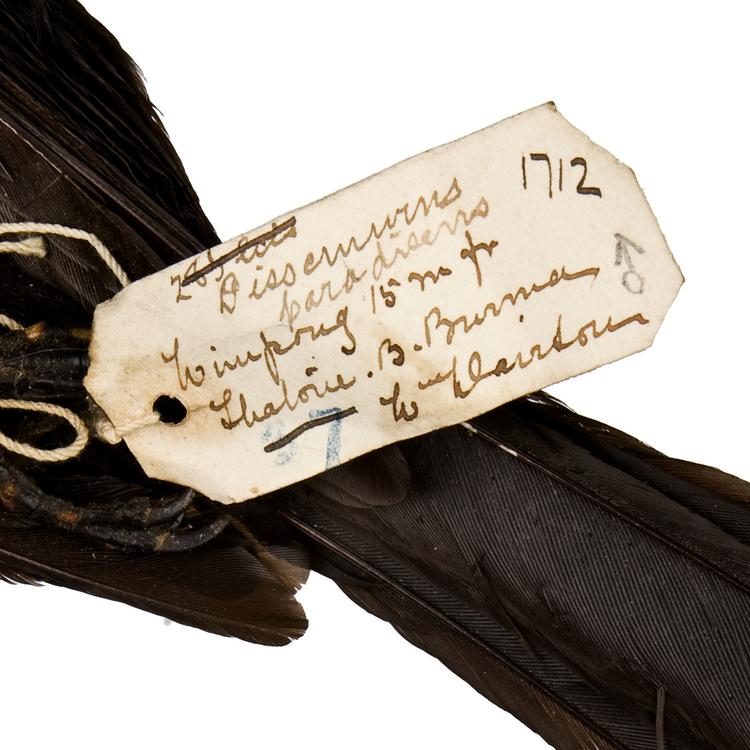Detail view of label of Horniman Museum object no NH.Z.1712
