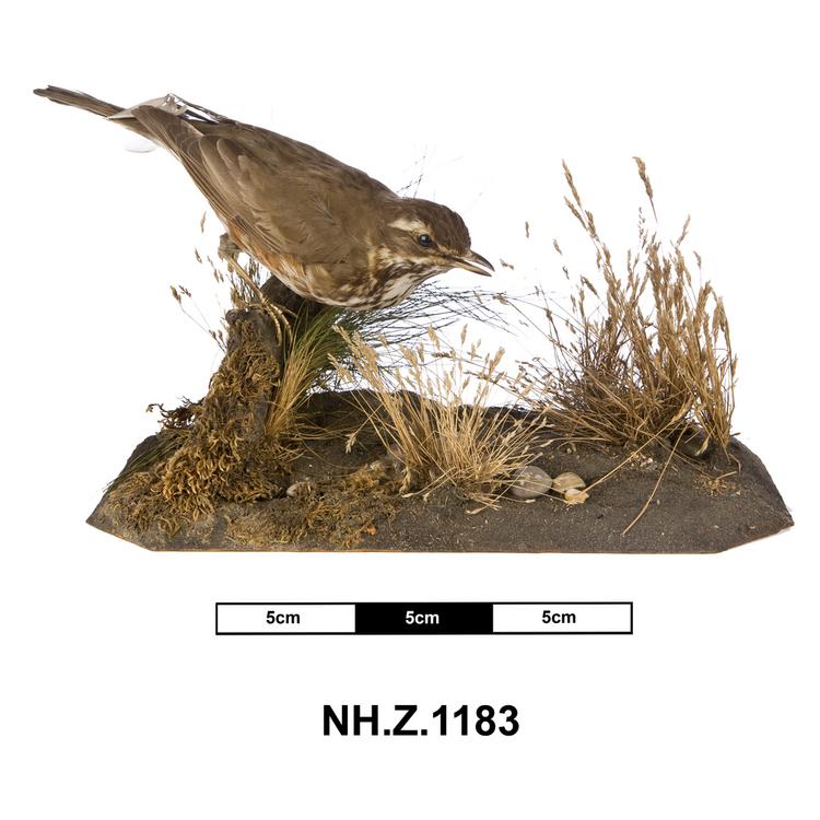 General view of whole of Horniman Museum object no NH.Z.1183
