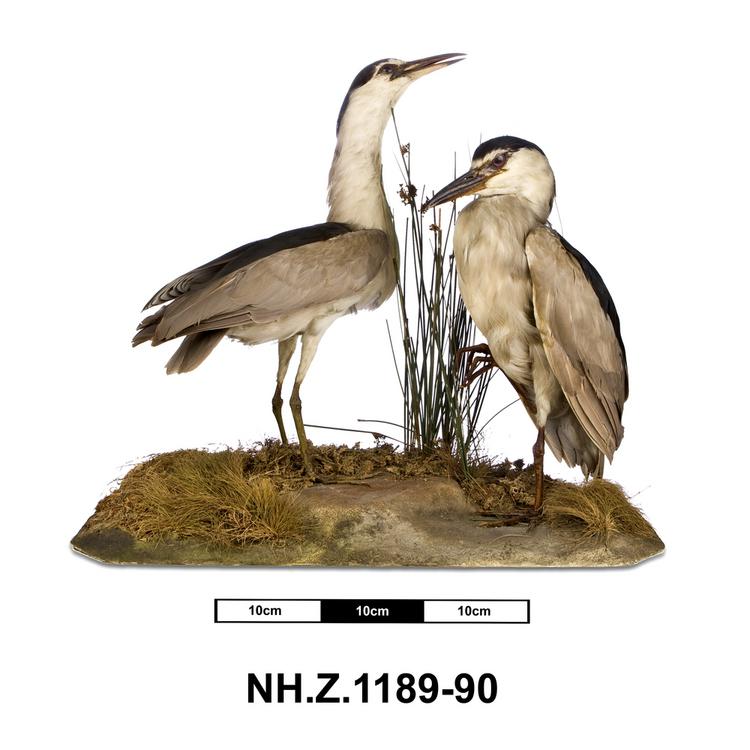 General view of whole of Horniman Museum object no NH.Z.1189