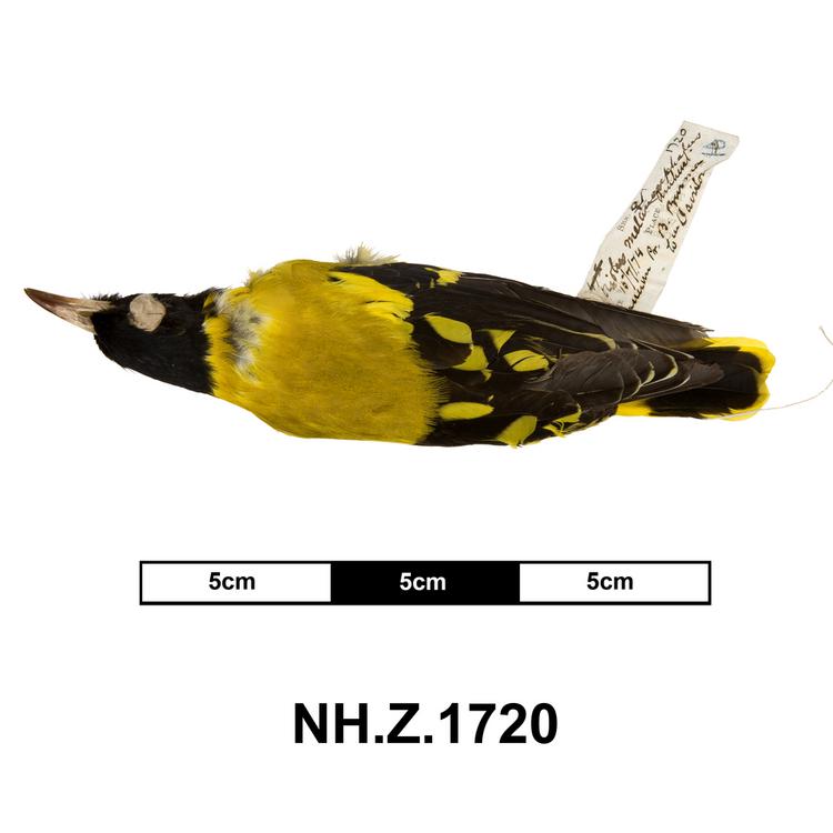 Dorsal view of whole of Horniman Museum object no NH.Z.1720
