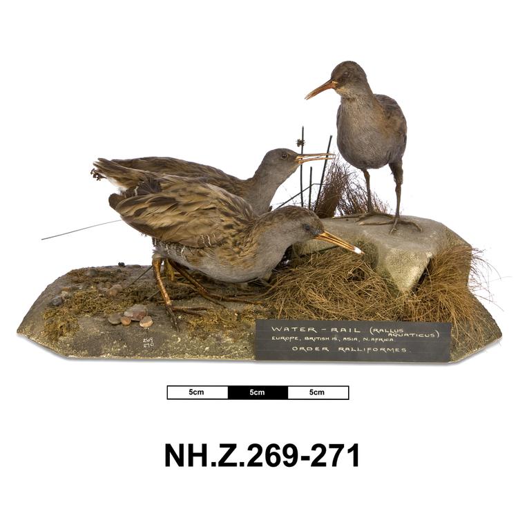 Image of Water Rail