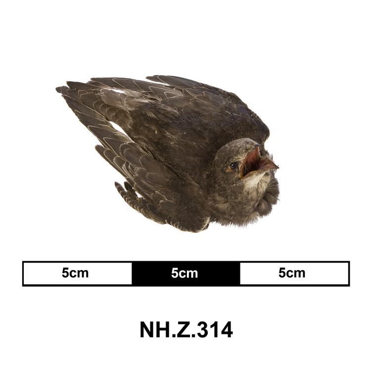 image of Swifts (Apus apus)
