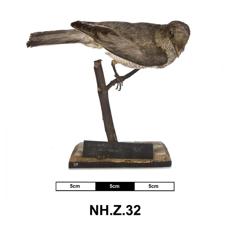 General view of whole of Horniman Museum object no NH.Z.32