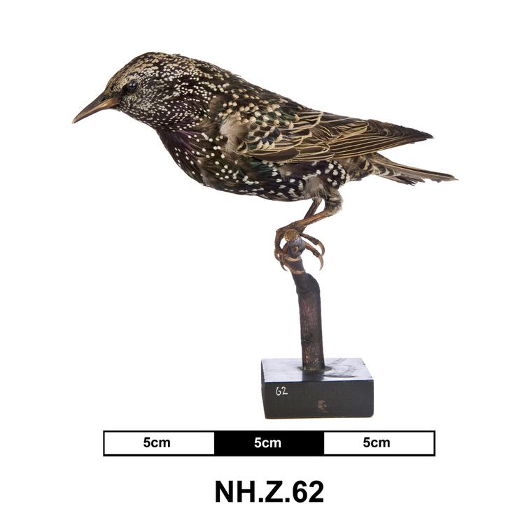 General view of whole of Horniman Museum object no NH.Z.62