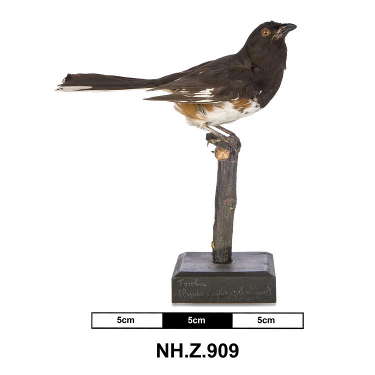 General view of whole of Horniman Museum object no NH.Z.909