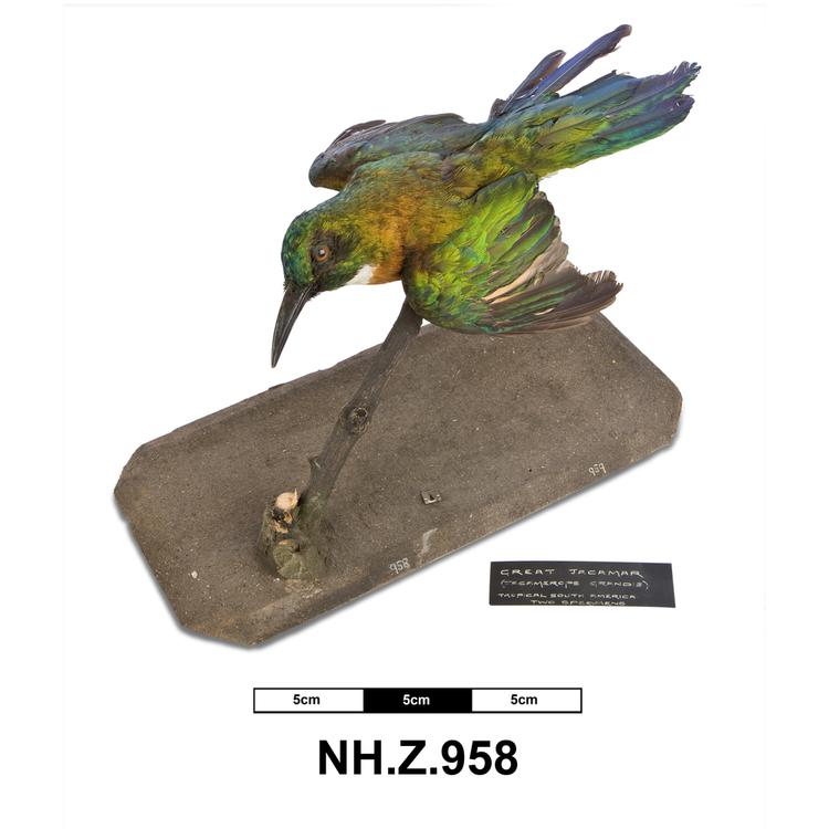 image of Great Jacamar (Jacamerops aureus)