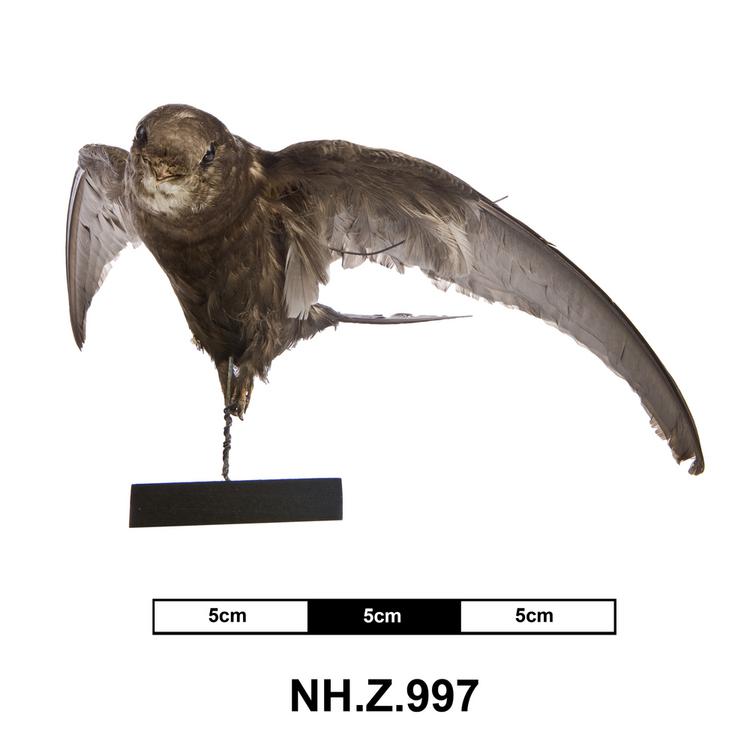 image of Common Swift (Apus apus)