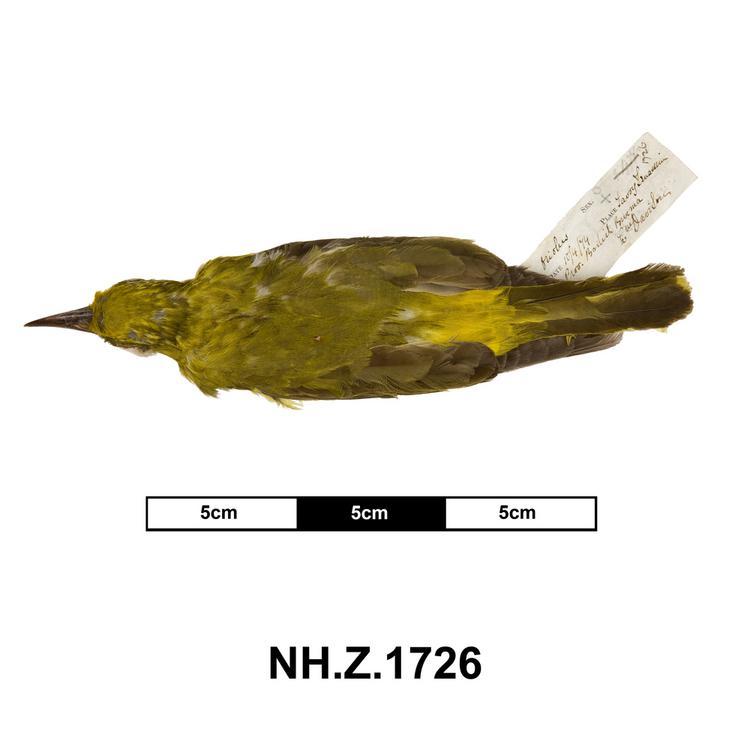 Dorsal view of whole of Horniman Museum object no NH.Z.1726