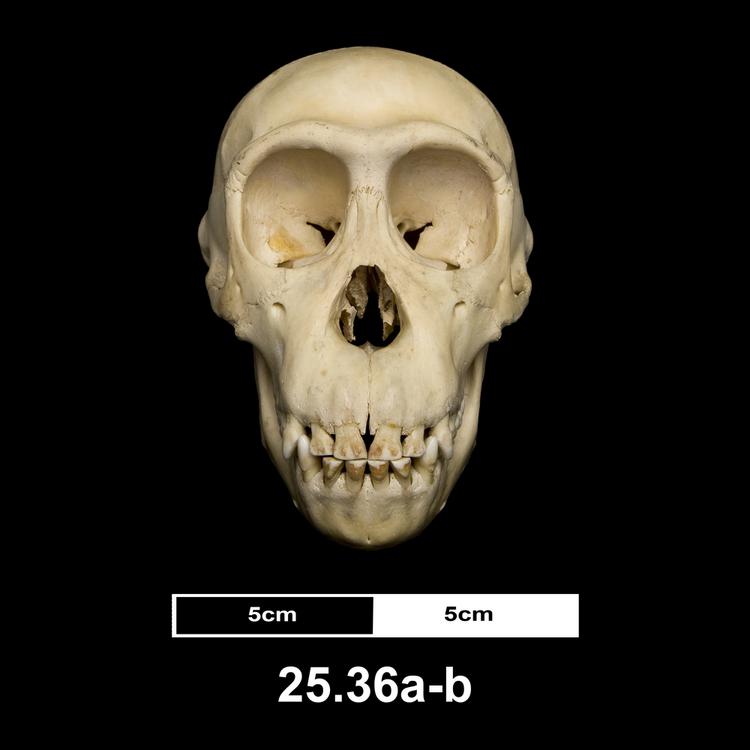 Frontal view of whole of Horniman Museum object no 25.36