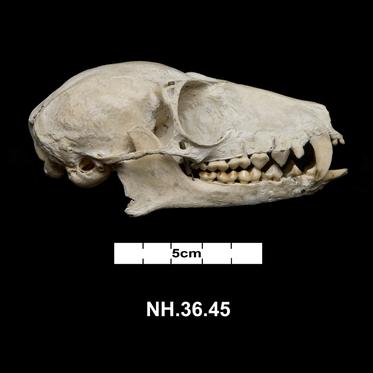 NH.36.45 - Ruffed Lemur (Varecia)