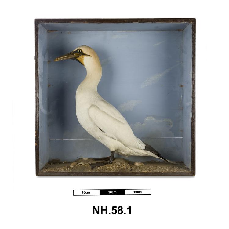 Image of Northern Gannet