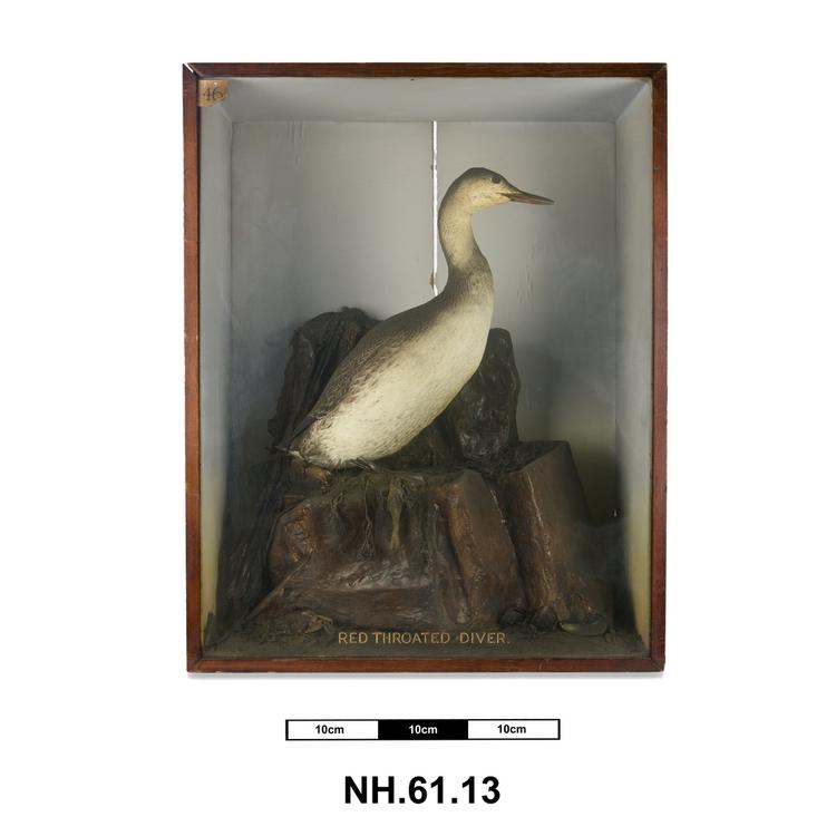 General view of whole of Horniman Museum object no NH.61.13