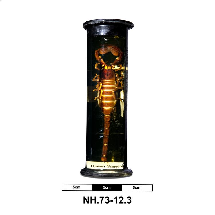 image of Scorpion (Scorpiones)