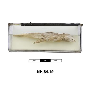 NH.84.19 - Tuatara (Sphenodon punctatus)