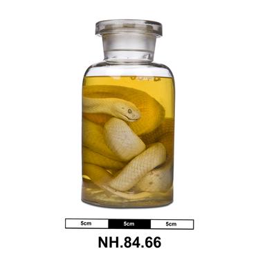 NH.84.66 - Snake (Naja)